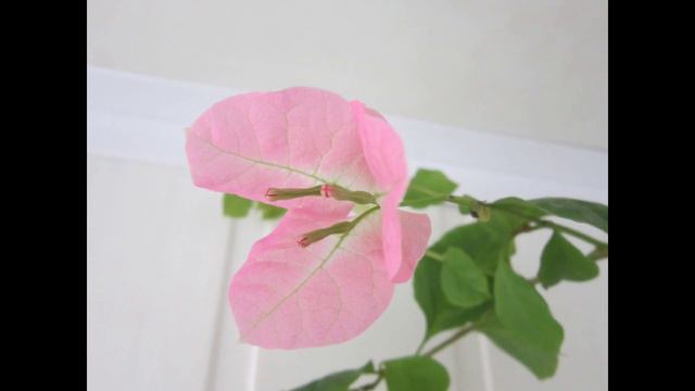 Бугенвиллия. Делюсь секретами ухода, размножения. смотреть онлайн