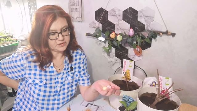 Покупки из Fix price к светлому празднику Пасхе. Покупка кустарников. смотреть онлайн