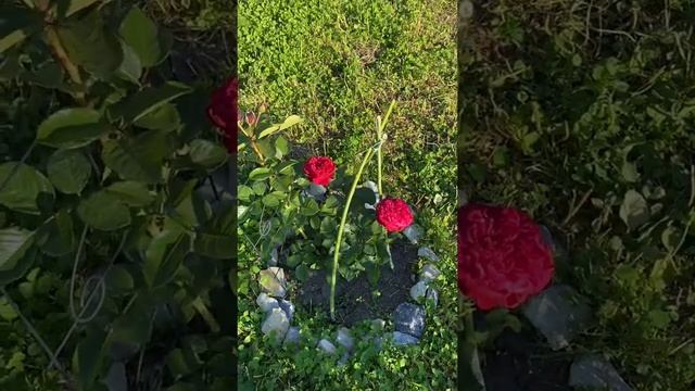 Red piano rose / Ред Пиано / Роза Ред Пиано