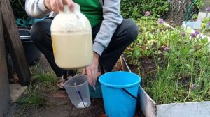 Самое ЛУЧШЕЕ   органическое УДОБРЕНИЕ для ОГОРОДА ?Как увеличить УРОЖАЙ?