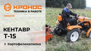 Мини-трактор Кентавр Т-15 (Toyokawa 15 л.с.) с транспортерной картофелекопалкой выкапывает картофель