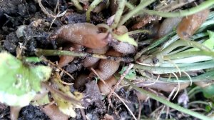 Как избавиться от слизней еще осенью.