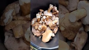 Думала, что это белые грибы. Гриб горчак, двойник белого гриба. #украина #грибы