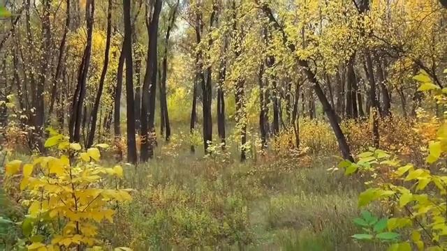 Звуки природы, леса, пение птиц, шум воды, ветра для глубоко сна и релакса смотреть онлайн