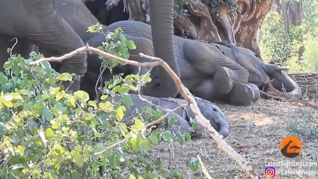 Ержан вставай. Слоненок смотреть онлайн