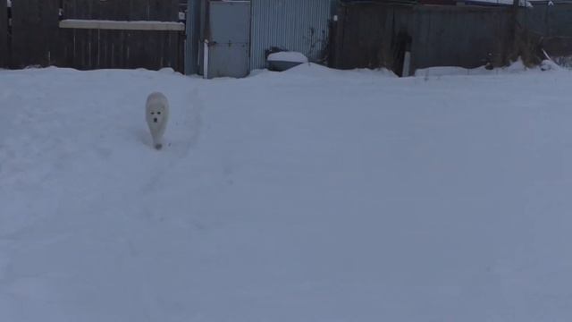 Шилеле Киара перед отъездом смотреть онлайн