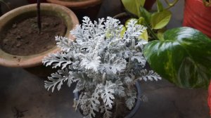 silver dust/dusty miller पौधा भगाएगा मच्छर/ silver dust plant care / mosquito repellent plant