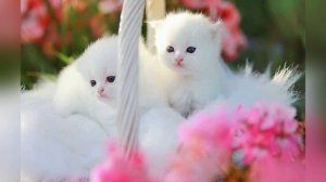 ? МУРЧАНИЕ КОТЯТ Приятные звуки для КОТОВ И КОШЕК | УМИРОТВОРЯЮЩИЕ звуки МУРЧАНЬЕ И МУРЛЫКАНЬЕ