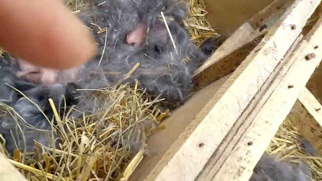 Кукование крольчат/ Живой пример смотреть онлайн