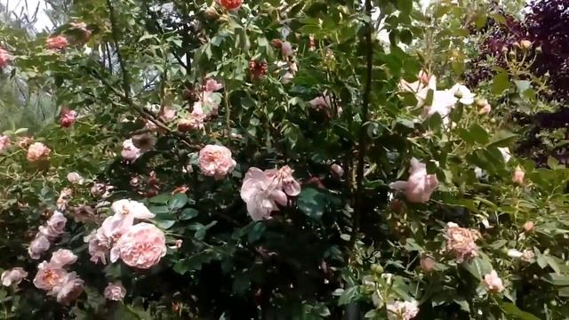 Роза Коллет  весной 2017.            # мой сад # розы смотреть онлайн