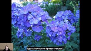 Бело-голубые флоксы, композиция!