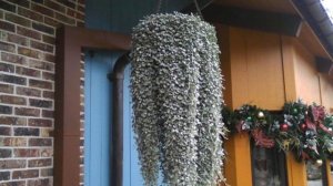 Цветы на балконе. Продолжаем тему