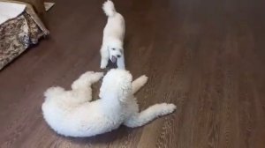 Королевский пудель и средний пудель играют дома