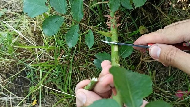 Прививка Розы Rose bud grafting смотреть онлайн