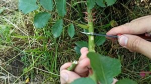 Прививка Розы Rose bud grafting