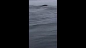 Медведь переплывает озеро  Янисъярви  Карелия.