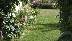 Не стоит прощаться с желтыми барбарисами! Из опыта любителя барбариса в саду ).