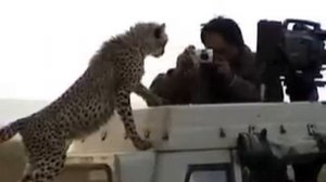 Cheetah and Photographer