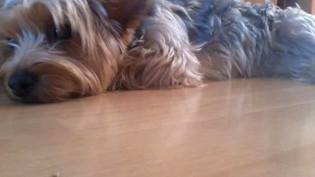 xenia смотреть онлайн