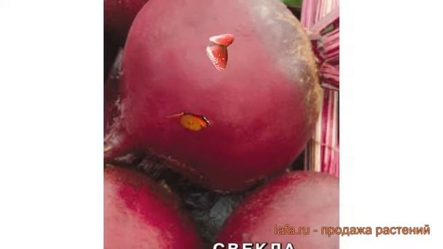 Свекла столовый Русская односемянная ? обзор: как сажать, семена свеклы Русская односемянная смотреть онлайн