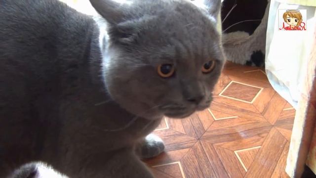 ХРЮКАЮЩИЙ КОТ | ОЧЕНЬ ЗЛОЙ КОТ