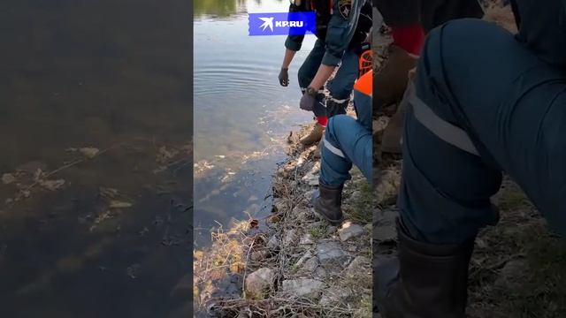 Спасли семью утят в бизнес-центре