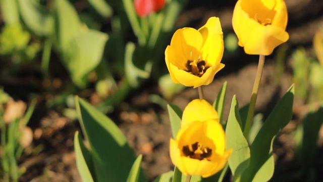 Желтые тюльпаны цветут весной | Футажи красивая природа [FullHD] смотреть онлайн