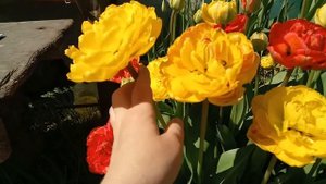 Тюльпаны!!! Цветение, сорта 22.05.2020! Тюльпаны XXL ???