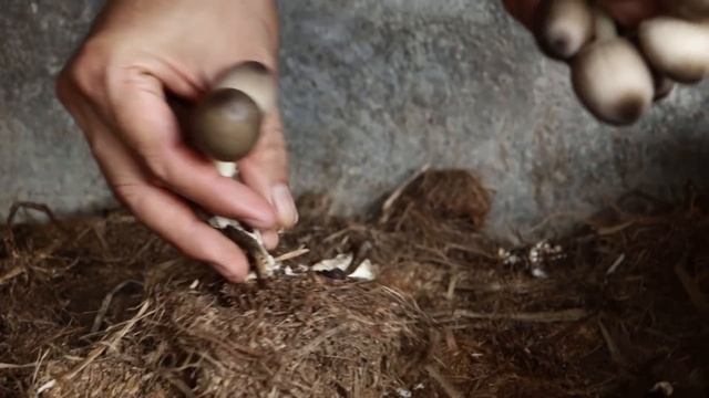 White Oyster Mushroom Production & Processing смотреть онлайн