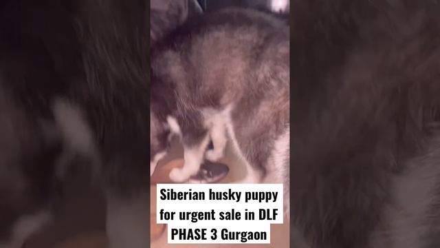 Siberian husky puppy for sale in very cheap price