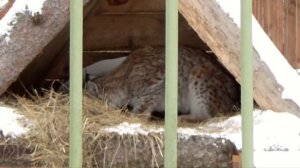 Рыси Тимка и Ева соскучились по снегу ❄ 🐾 ПАРК ЗЕМЛЯ ПРАЙДА 🌿