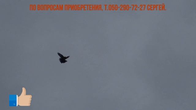 А гуси летят уже высоко..... смотреть онлайн