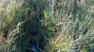 Поиск чермета-металлолома тест камеры в акво боксе (плохое качество звука)