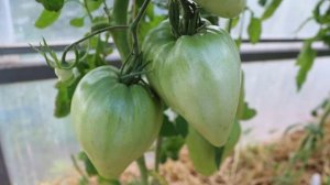 Томат сорта Бычье сердце