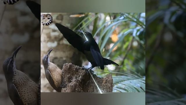 Уморительные ТАНЦЫ - кавалеры приглашают дам. БРАЧНЫЕ ТАНЦЫ Райских Птиц