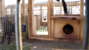 Клеточное разведение соболя в России