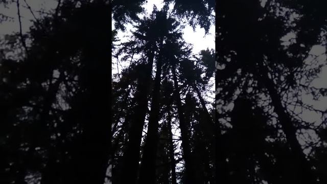Тетерев полез на дерево ржака)