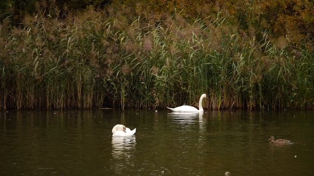 Работа Dual I.S. Panasonic Lumix GH5 II смотреть онлайн