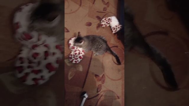 тигр в ярости смотреть онлайн