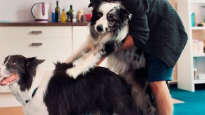 Знакомтесь пёс