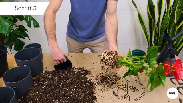 Wie topfe ich eine Flamingoblume um? - Umtopfen mit feey смотреть онлайн