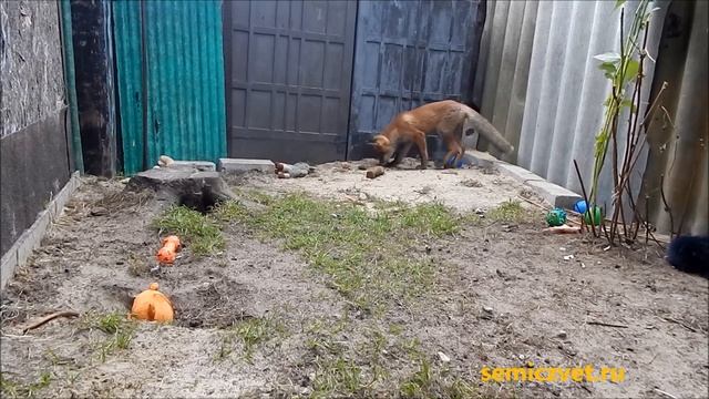 ?? #21 Лисёнок в доме. Французская кухня для лиса