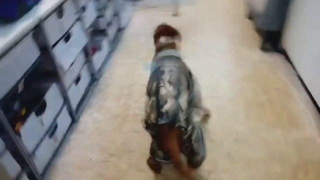 Зимний комбинезон для риджбека
