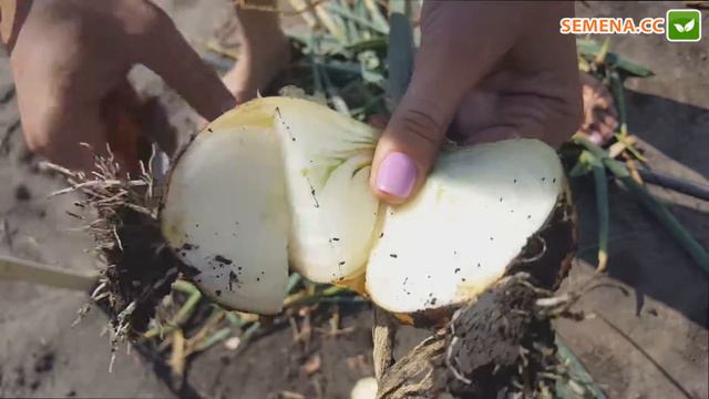 Доріка F1 цибуля (Esasem) Плід у розрізі смотреть онлайн