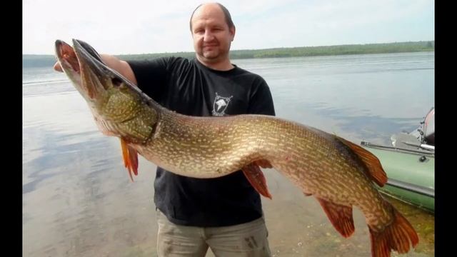 Какой вес у самых больших щук в 2021году мала виска смотреть онлайн