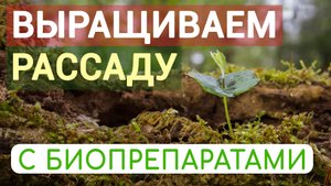 Суперэффективный способ выращивания высокоурожайной рассады
