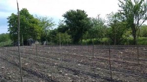 Виноград, посадка вегетирующих саженцев. 18.05.2022г. Кубань.