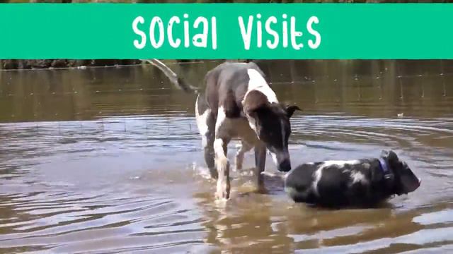 A Guide To Greyhound Retirement HD смотреть онлайн