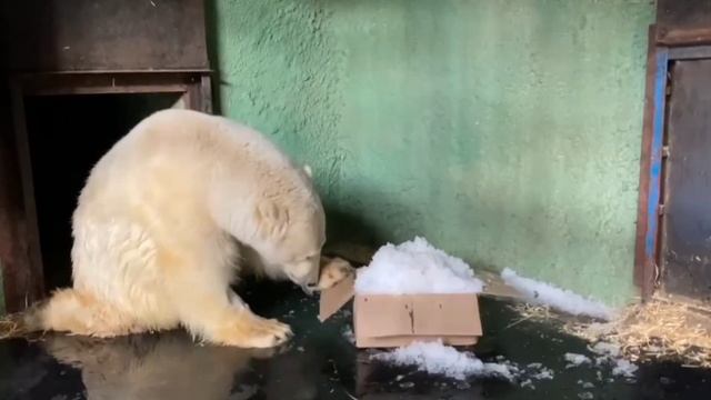 Диксон очень любопытный медведь.Соседка Диксона - красавица Томпа. смотреть онлайн