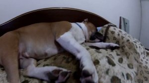 СТАФФОРД ГАВКАЕТ ВО СНЕ